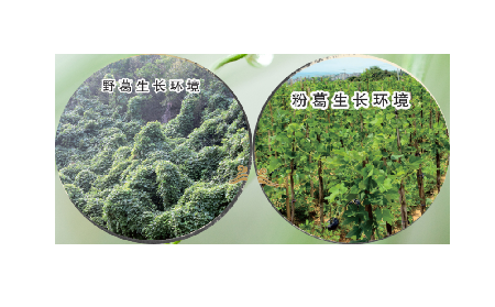 高學(xué)歷養(yǎng)生黨親測(cè)：這款雙有機(jī)野生葛根粉，憑什么成日常優(yōu)選？?