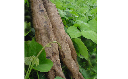 長期吃葛粉是養(yǎng)生還是傷身？科學(xué)解讀它的三大益處，讓你吃得更明白！